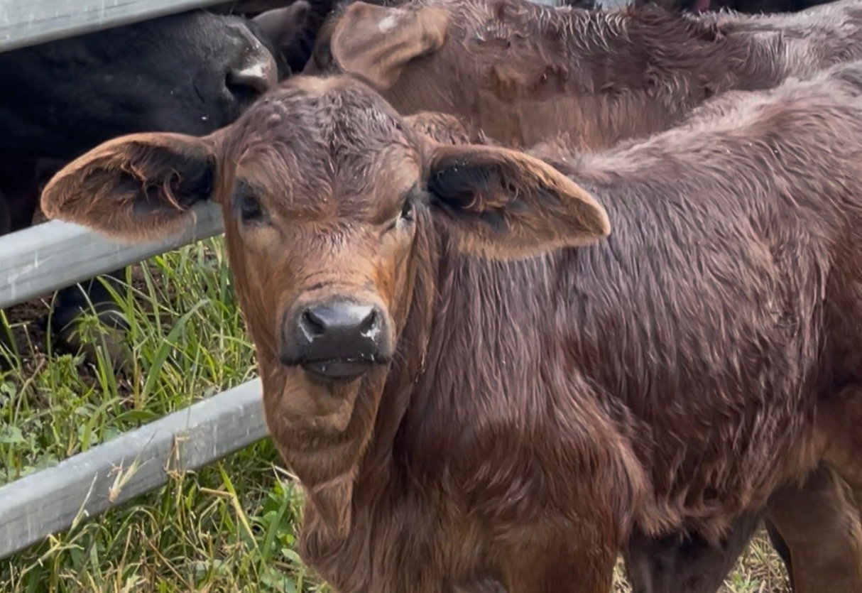 A curious Greenhollow calf at the rail