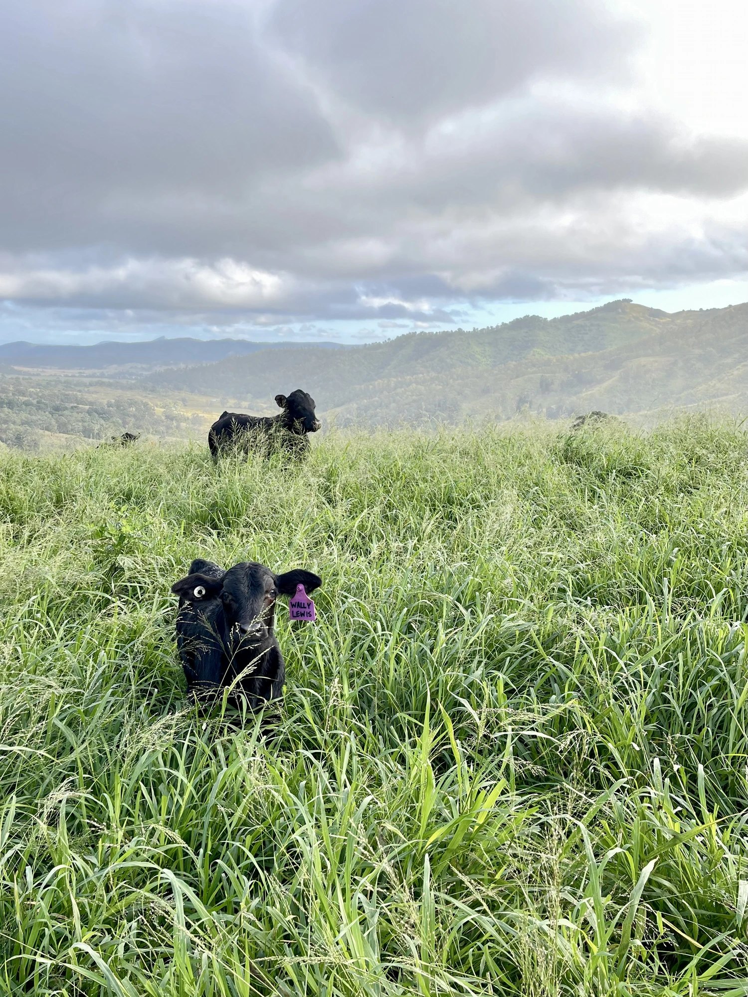 Wally Lewis — a Greenhollow calf in the long grass