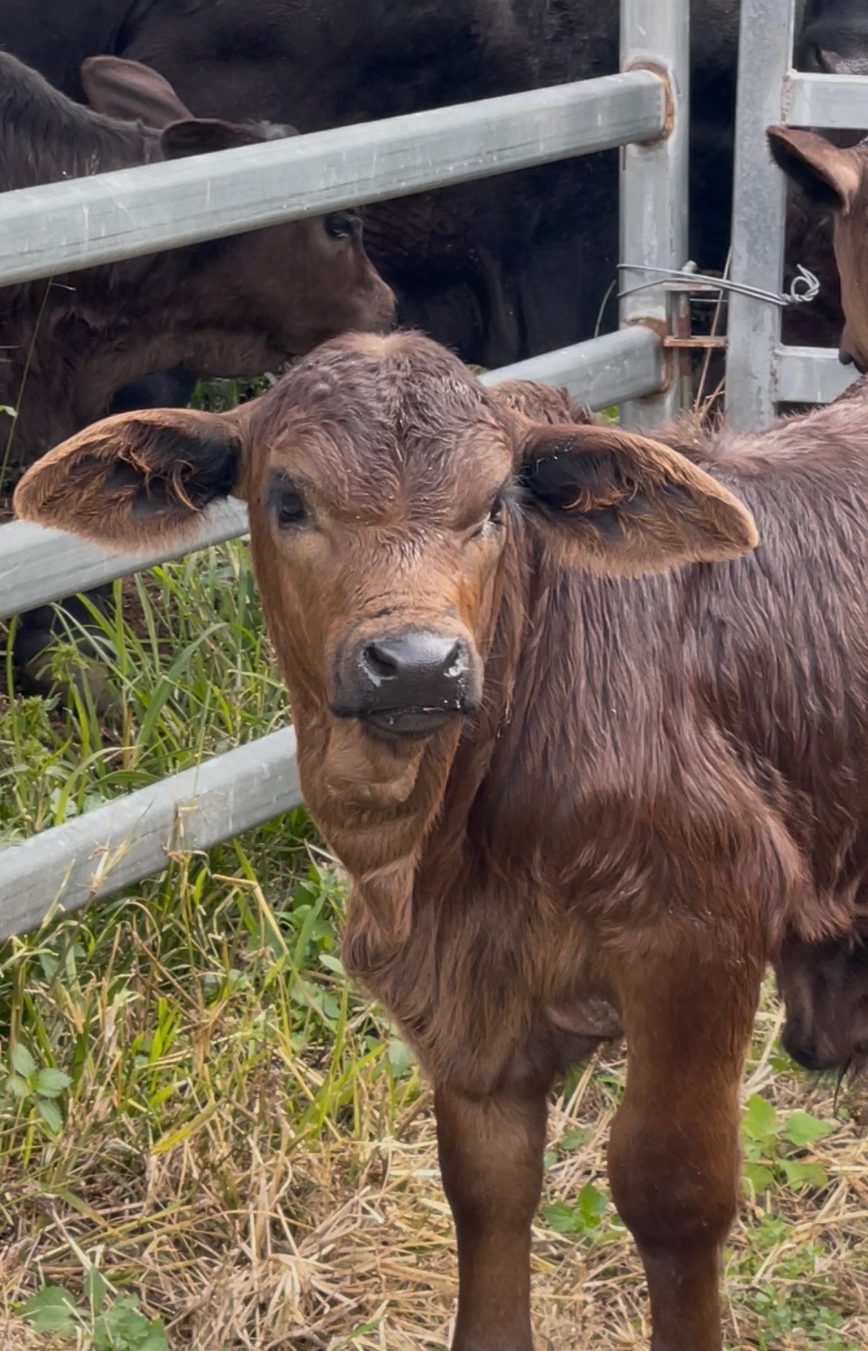 Up close with a Greenhollow calf