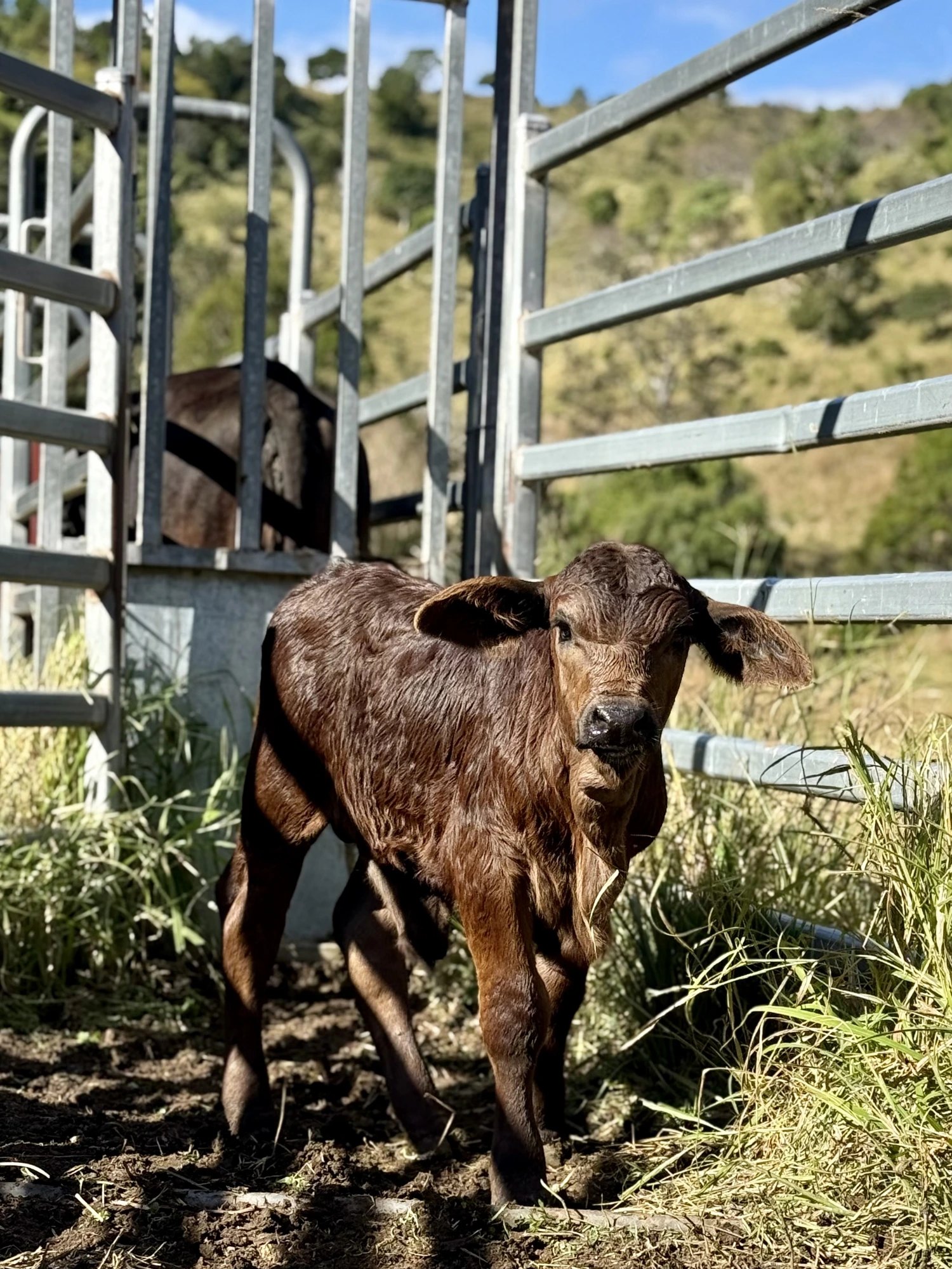 Red Brangus calf in the race