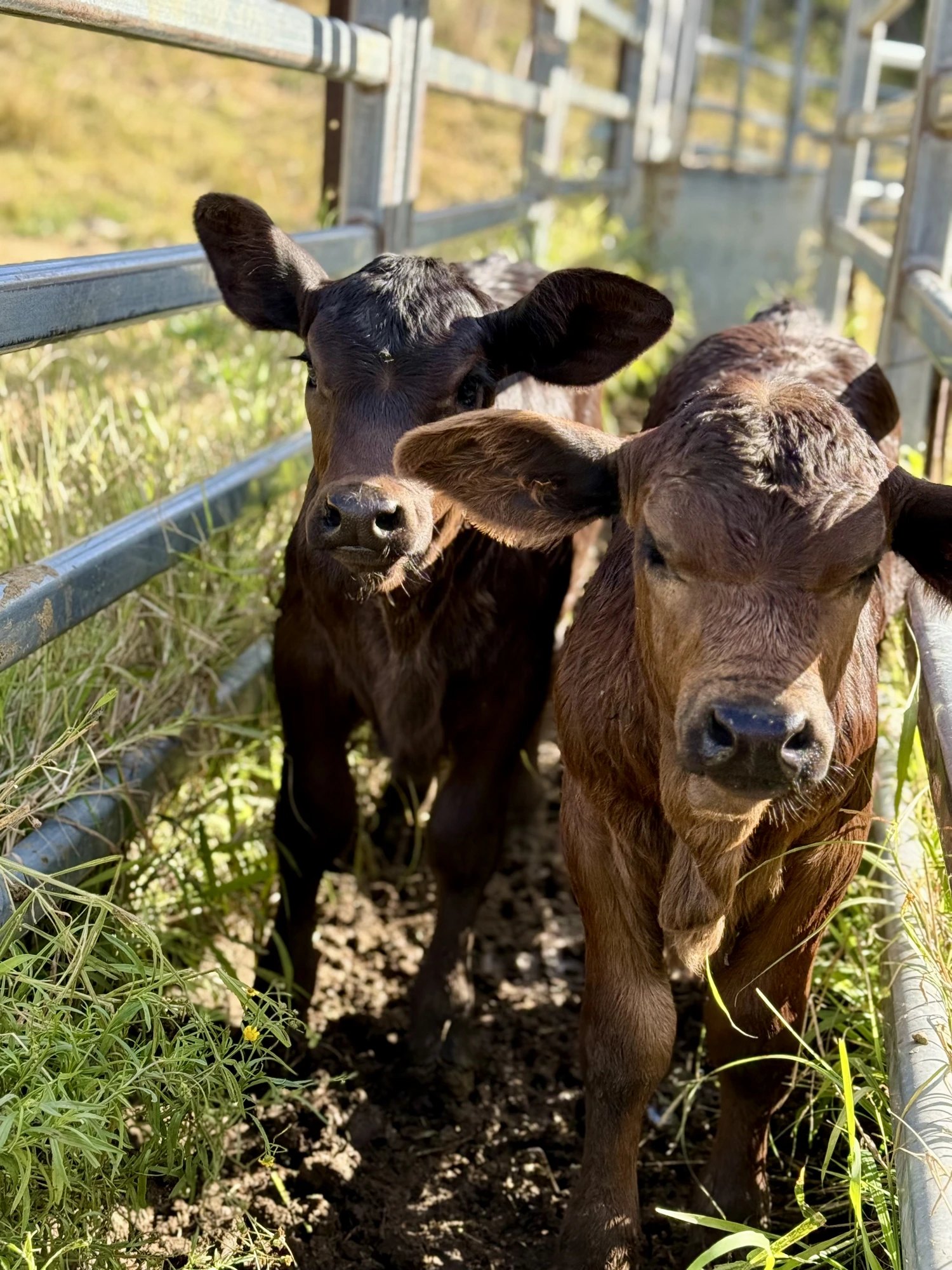 Two of this season's Greenhollow calves