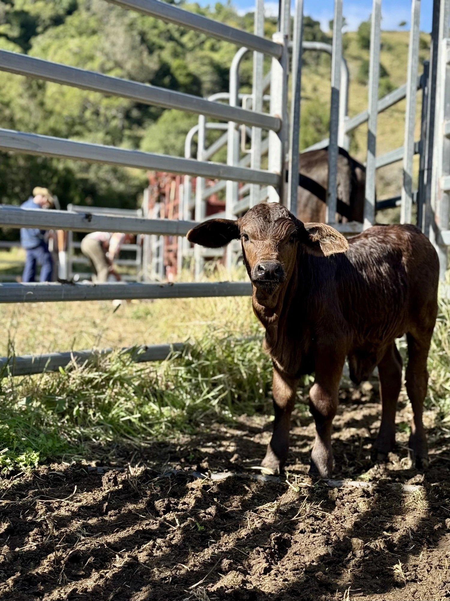 New calf in the yards on marking day