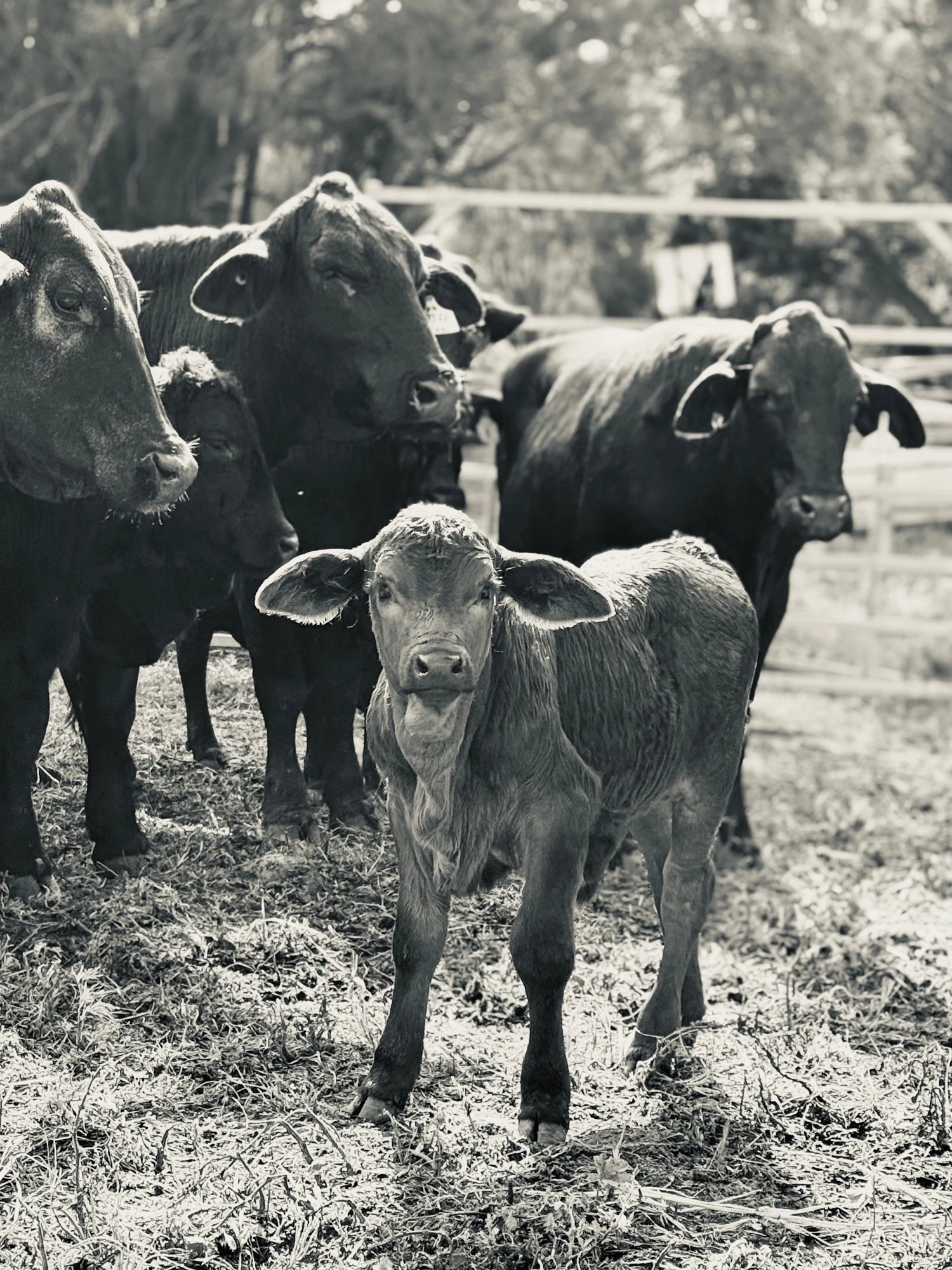 Reproductive Efficiency