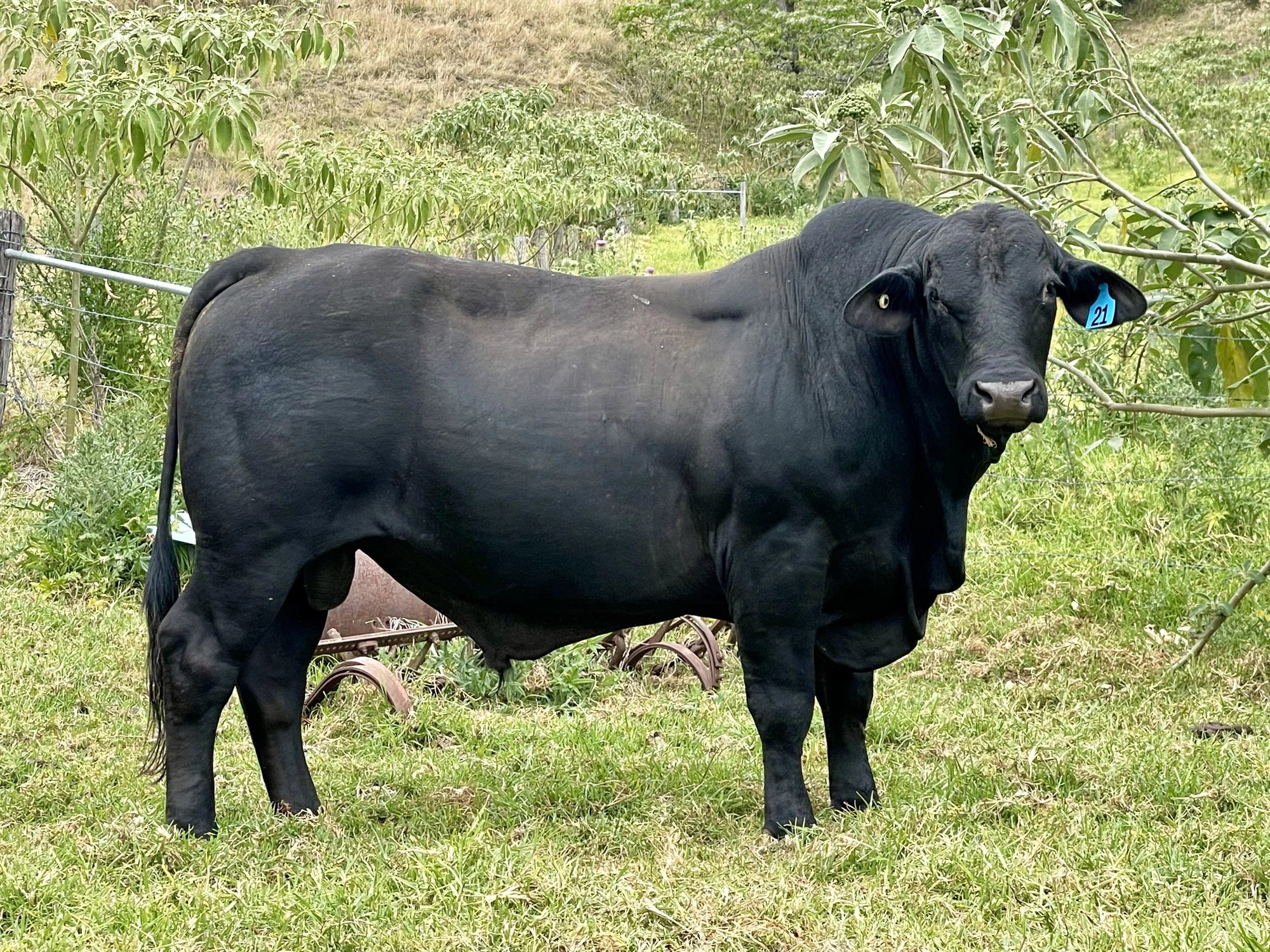 K Bab, Greenhollow Brangus bull