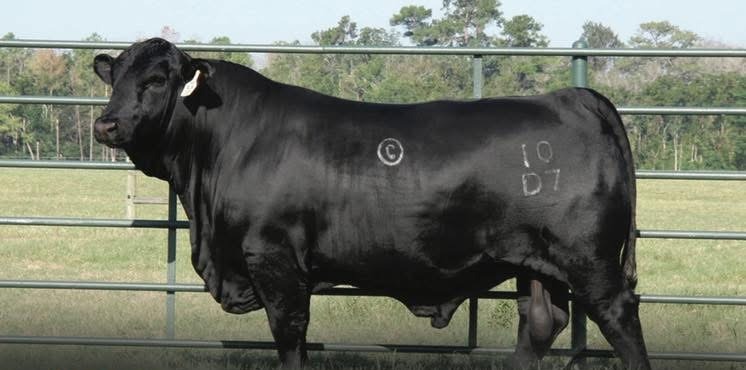 BWCC Monument 10D7 breeder bull