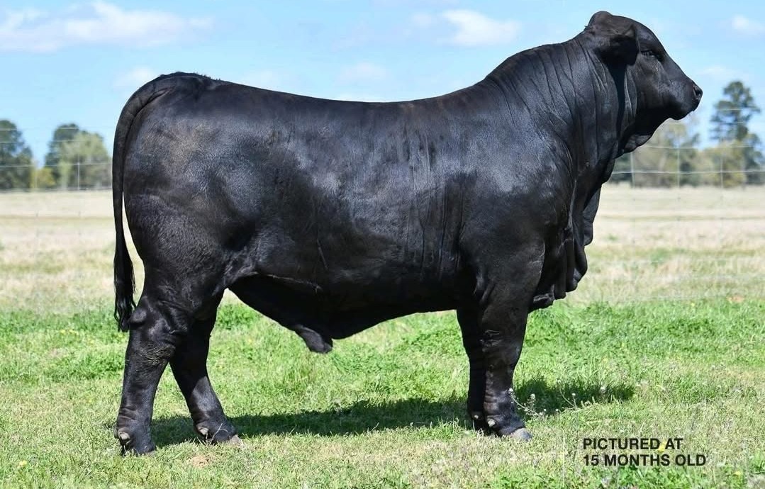 OCR Monumental 17L breeder bull
