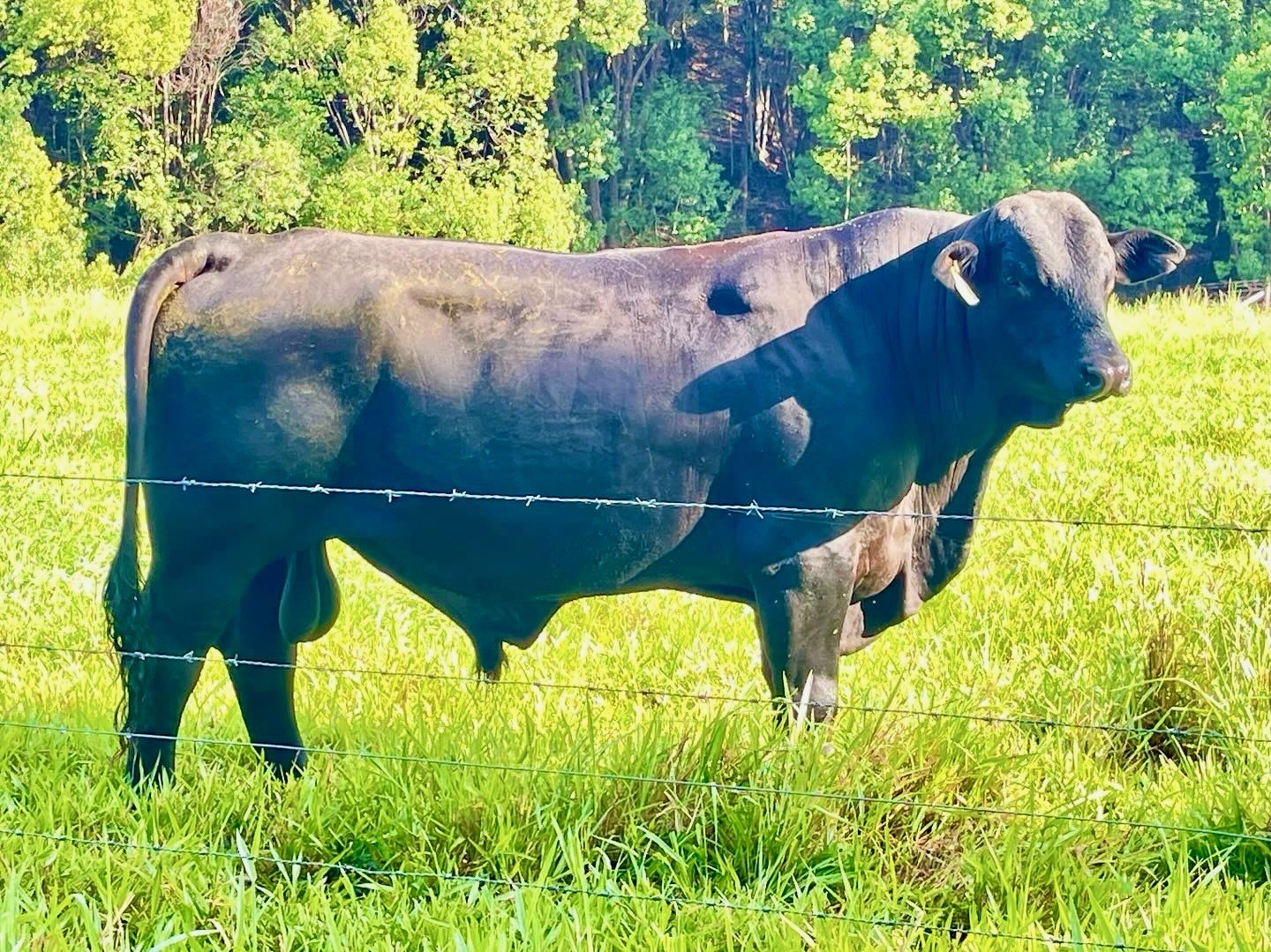 Greenhollow bull on spring pasture