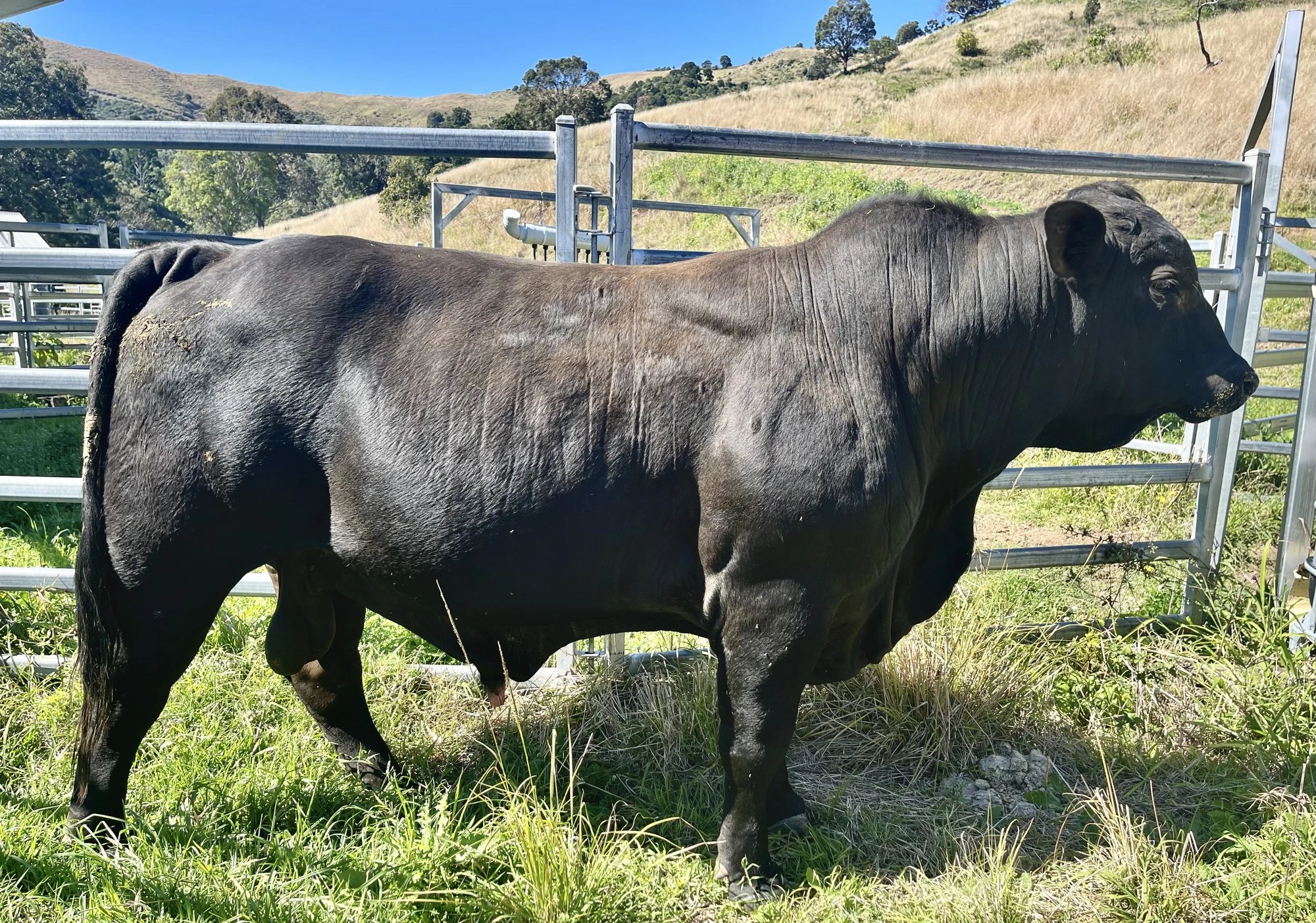 K Tail, Greenhollow Brangus bull